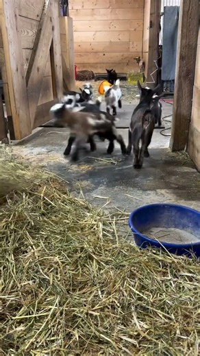 Nigerian dwarf goat
