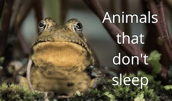 Animals That Don’t Sleep, Look Asleep, or Kind of Sleep