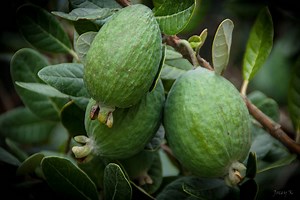 7 Health Benefits Of Feijoa - DoveMed