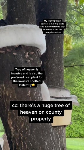 #invasive #invasivespecies #invasiveplant #invasiveplants #invasiveplants #garden #gardening #gardens #gardening101 #gardenproject #natureathome #ecogarden #gardeninghacks #nativeplant #nativeplants #ecology #eco #wildlife #conservation #habitat #ecosystem #environment #nature #plants #habitat #plant #environment #ecoactivist #environmentalactivist #tree #trees #insect #insects #insectphotography #bug #bugs #entomology #arthropods #arthropod #lanternfly #lanternflycrushed