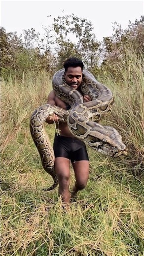 biggest rock python 😱