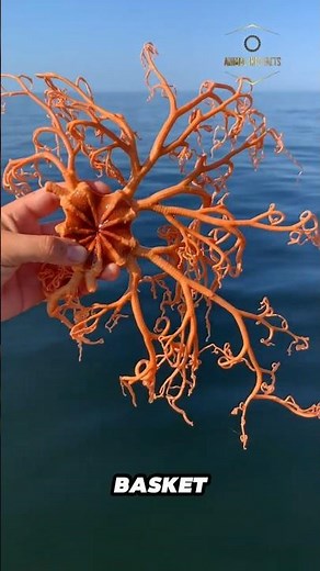 Basket Star | The Brainless Deep Sea Net