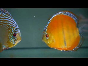 Discus from amazon lake Cuipeuá.this video helps with sleep