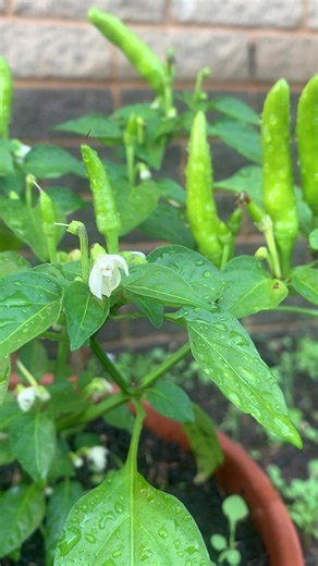 Rolling Camera Films on TikTok