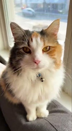 Footage of excited animals filmed in real life...