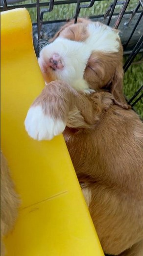 Enjoying this cool, summer breeze ♥️ mini/medium Goldendoodles 🐶🐾 x11 #poppyxdave