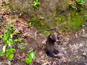 Pet Owners Look Out For Fisher Cats, Morris Co. Vet Warns