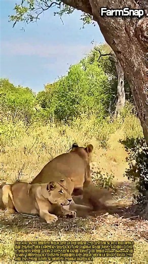 버팔로를 지혜롭게 따돌리는 똑똑한 사자 #farm #animal #lion #buffalo #wildlife