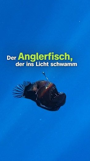 Terra X Nature on Instagram: "Nur einmal im Leben die Sonne sehen… ☀️Die Geschichte vom Anglerfisch, der ins Licht schwamm, rührte in den vergangenen Wochen viele Menschen zu Tränen. 😢 📹 Am 26. Januar gelangen einem Forschungsteam vor der Küste Teneriffas einzigartige Filmaufnahmen eines Buckligen Anglerfisches (Melanocetus johnsonii), der zur Oberfläche schwamm. Das Besondere daran: Diese Anglerfische leben normalerweise in Tiefen von 200 bis 2.000 Metern. Die bislang einzigen Filmaufnahmen e