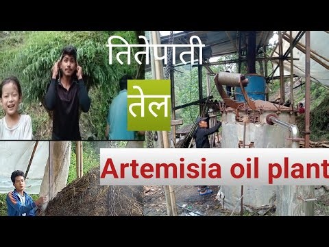 titepati plant nepal#तितेपाती को तेल # Artemisia plant # titepati # titepati ko tel nikalne tarika#