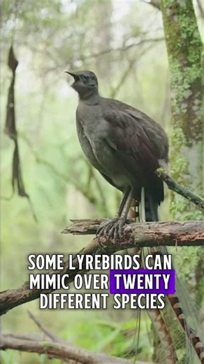 Why This Bird Can Mimic Chainsaws and Car Alarms #shorts