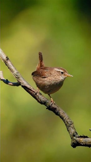 🎶 Tiny Bird, Powerful Voice | Eurasian Wren Song