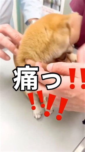 世界一で最も可愛い柴犬子犬、柴太郎、初めてのワクチン接種The world's cutest Shiba Inu puppy, Shiba Taro, first vaccination#shorts