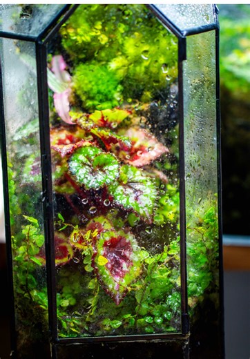 The latest status of the begonia rex planted with moss on glass panel with red clay #begona #moss #plants #terrariumplant #plantlife