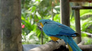 Blue and Gold Macaw turning around near the food. Panning shoot.