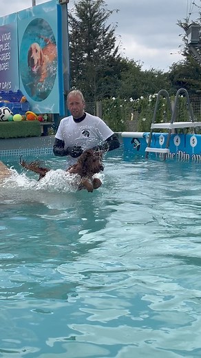 Small dog pool party, soooo cute 🐾💕💦🇬🇧 | Canine Dip and Dive Maldon