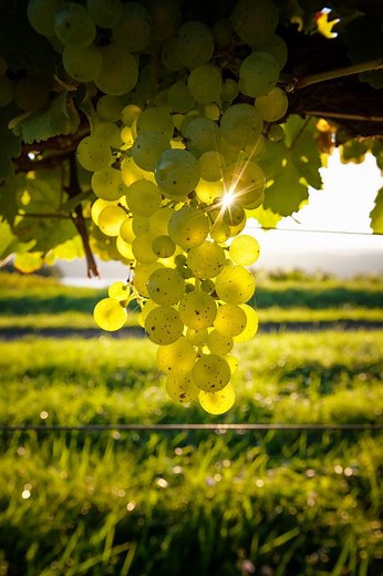 Seneca Lake Wineries | Seneca Lake Wine Trail