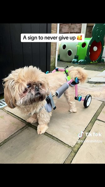 Mabel's Inspirational Recovery Journey | Dog Wheelchairs for Disabled Dogs