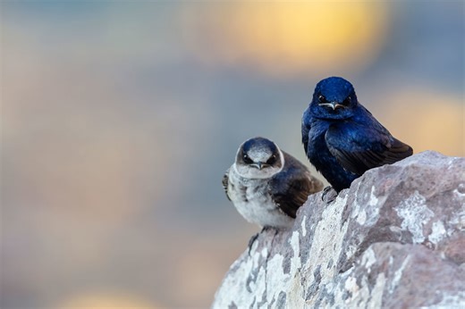 Purple martins rely on human 'landlords' to provide nest boxes each spring. Can that dynamic last?