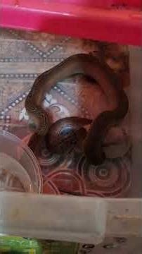 reticulatus python makan hamster