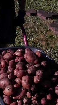 Eimerweise Kartoffeln! 🥔🚜 Erst Mega-Ernte, dann Nachsaat!