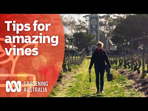 Organic pest control and pruning techniques behind award winning wines | Gardening Australia