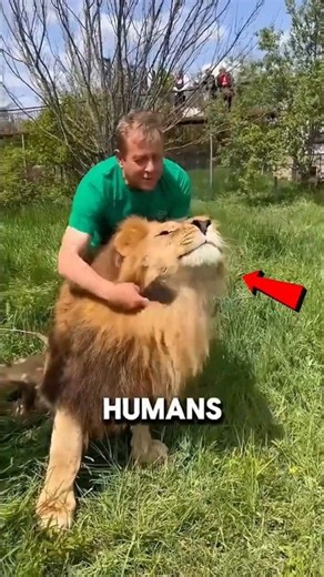 Why Lions Don't Always Attack On Humans?🤯