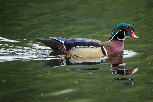 View over 200 game and nongame species on Second Virginia Breeding Bird Atlas