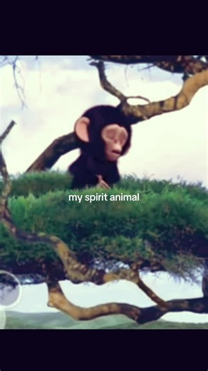 el bebé chimpancé #paratiiiiiiiiiiiiiiiiiiiiiiiiiiiiiii #fyppppppppppppppppppppppp #paratiiiiiiiiiiiiiiiiiiiiiii