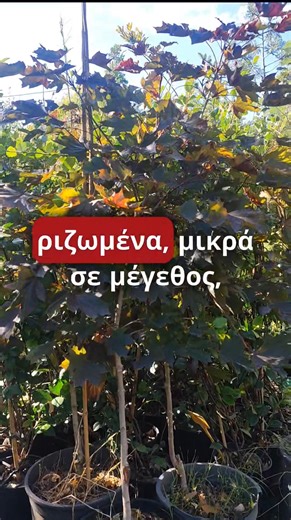 Λατινική ονομασία: Acer platanoides crimson king Ανθοφορία: Μάρτιος- Απρίλιος Διαστάσεις: Μέγιστο ύψος 12- 15μ./ Μέγιστη διάμετρος κόμης 6- 8μ. Το Σφενδάμι Κρίμσον Κινγκ είναι κόκκινο, φυλλοβόλο δένδρο ταχείας ανάπτυξης με σφαιρική κόμη. Έχει κόκκινο- πορφυρό, γυαλιστερό και πεντάλοβο φύλλωμα όπως του πλατάνου, που γίνεται πιο σκούρο την άνοιξη και σχηματίζει πορτοκαλί ανταύγειες το φθινόπωρο. Αντέχει σχεδόν σε όλα τα εδάφη, προτιμά όμως τα όξινα, τα οποία προσφέρουν καλύτερο χρωματισμό στο φύλλ