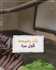 بعد أن وضعته في ولادة قيصرية ... رد فعل قردة بعد رؤية صغيرها يتحرك لأول مرة بعد ان انفصل عنها 48 ساعة لوضعه الصحي | قناة الجزيرة مباشر - Aljazeera Mubasher Channel