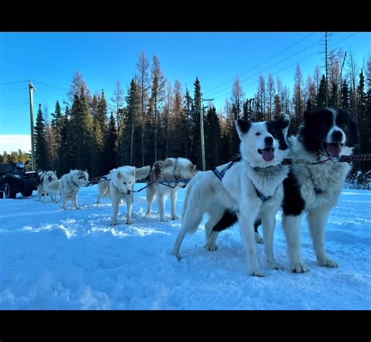 Canadian Eskimo Dog in Canada | Perfect 😍 training day! #canadianeskimodog #canadianeskimodogsofinstagram #canadianeskimodogs | Instagram