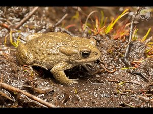 The Critically Endangered Amatola toad - South Africa's rarest amphibian