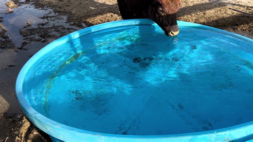 Hubby had time today to clean the bulls nasty water that they decided to poop in 😱 They better keep it clean! #cattleranch ##wyomingranch #bullsoftiktok #redanguscattle