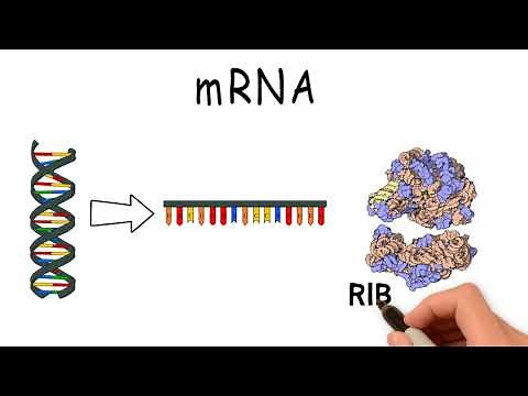 What are RNA, mRNA and tRNA?