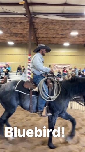 Watch the sale live: bid.coloradohorsesale.com | Colorado Horse Sale