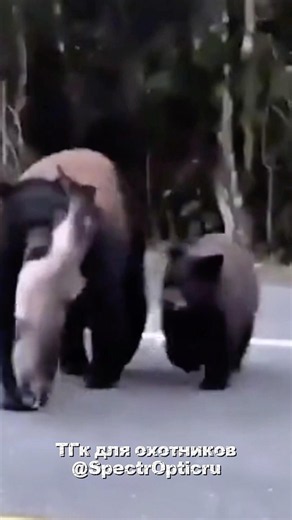 Медведица с медвежонком возвращаются с нереста лосося с добычей #wildlife
