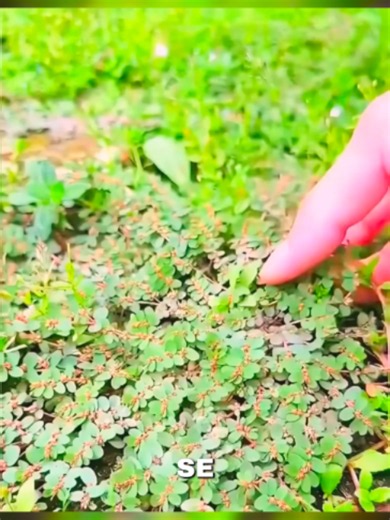 Como cuidar da planta 'pedra' — identificação e curiosidades