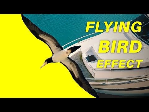 STUNNING Bird Flying Reveal Animation in PowerPoint + FREE TEMPLATE!