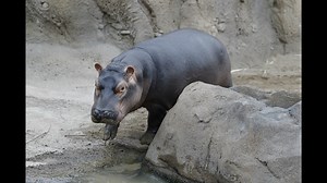 Mural at Cincinnati Zoo will feature its famous hippo, Fiona