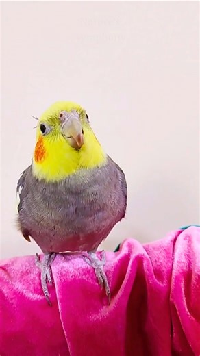 Talking Cockatiel Mimics Human Speech | Real Pet Cockatiel Voice Sounds (United States)