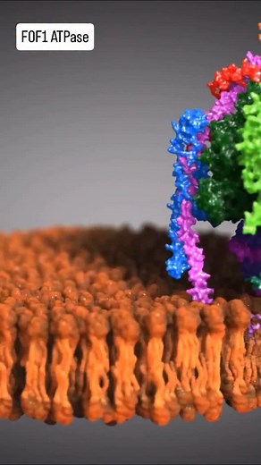 World of biology backup on Instagram: "@world_of_biology_wob2 - The mitochondrial F0F1 ATPase, also known as ATP synthase, is a key enzyme located in the inner mitochondrial membrane. It is crucial for producing adenosine triphosphate (ATP), the cell’s main energy carrier. This enzyme works by using the energy from a flow of protons across the membrane to catalyze the conversion of adenosine diphosphate (ADP) and inorganic phosphate (Pi) into ATP. This process, known as chemiosmosis, is vital fo