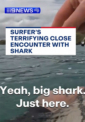 Encounter with a Great White Shark in Coffs Harbour