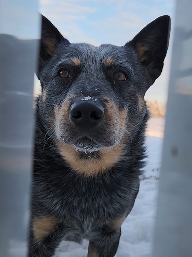 Understanding the Needs of Blue Heelers in Apartments