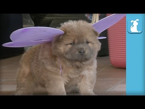 All The Cutest Chow Puppies Ever (Puppy Compilation) - Puppy Love