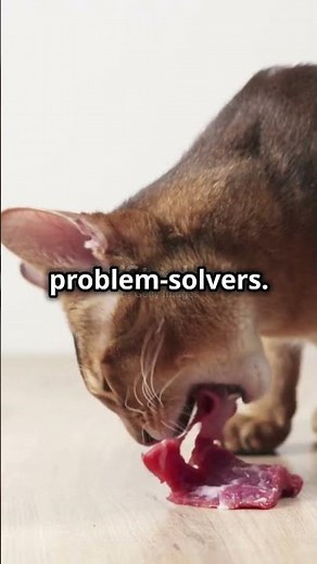 5 Fascinating Facts About Havana Brown Cats! #shorts