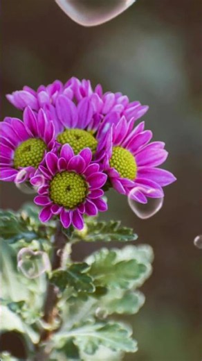 Shaam Bhi khoob Hai ....❤️‍🩹🌹❤️‍🩹#garden flower#flowers #nature