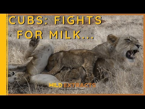 Lioness nursing her Cubs as they Fight Over Milk // Wild Extracts//