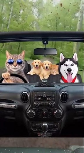 Animals Drive Cars: Hilarious Road Trip Chaos You Won't Believe 🐱🐶