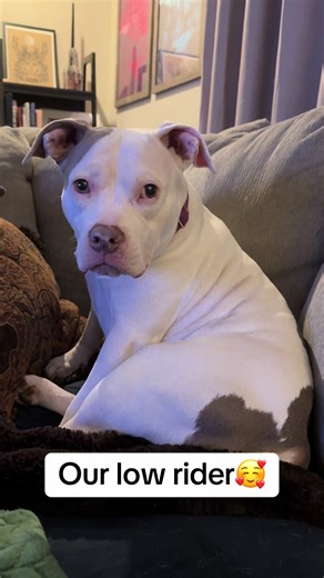 Meet the Adorable Low Rider Pitbull